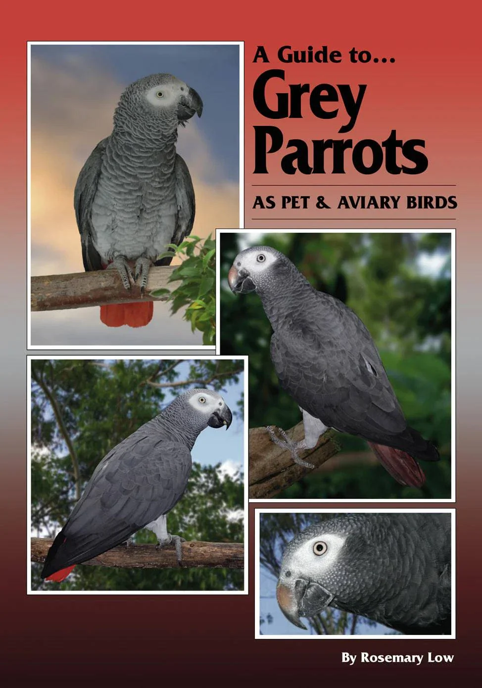 A Guide to Grey Parrots