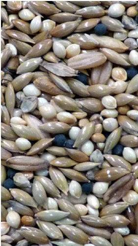 Avigrain Canary Mix Bird Seed - Image 3