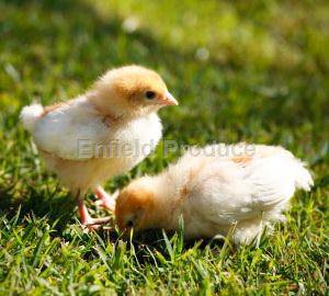Isa Brown Chicken Chicks