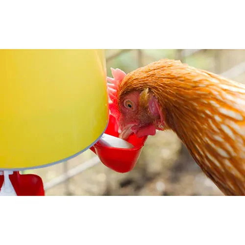 Bainbridge Chook Tower Drinker Waterer - Image 4