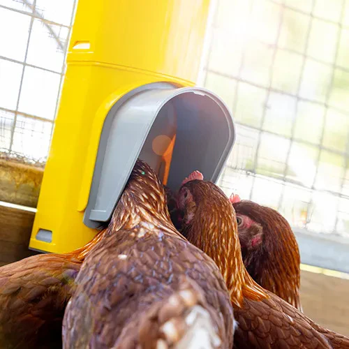 Bainbridge Chook Tower Automatic Feeder - Image 4