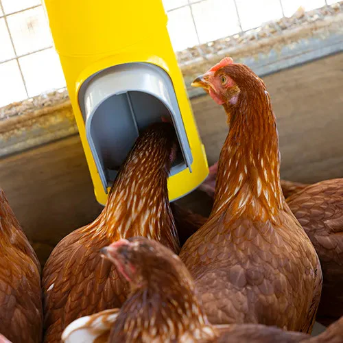 Bainbridge Chook Tower Automatic Feeder - Image 5