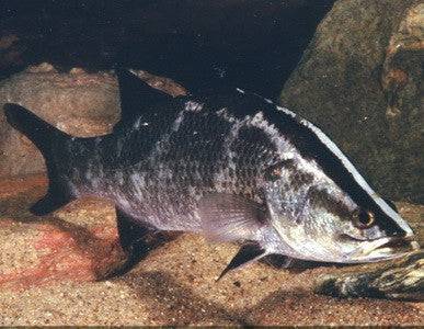 Barramundi for Sale