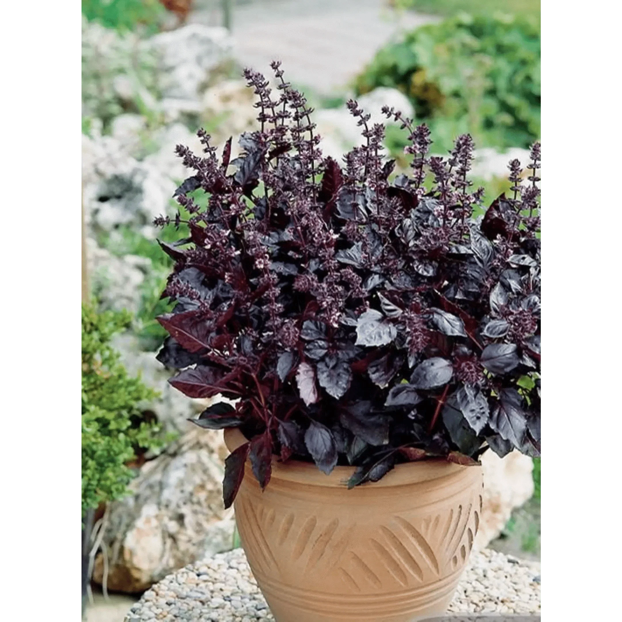 Yates Basil Seeds - Image 3