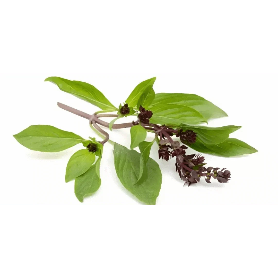 Yates Basil Seeds - Image 7