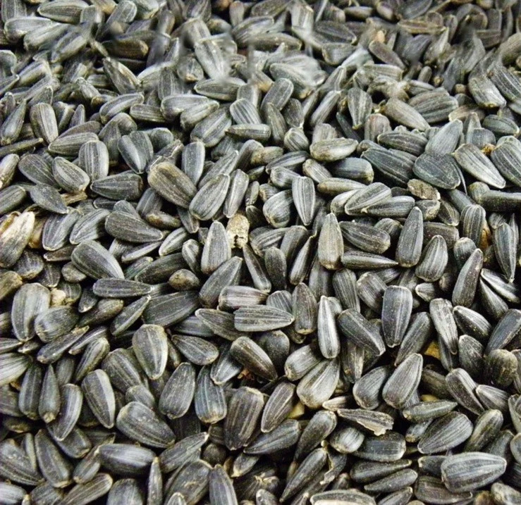 Black Sunflower Bird Seed