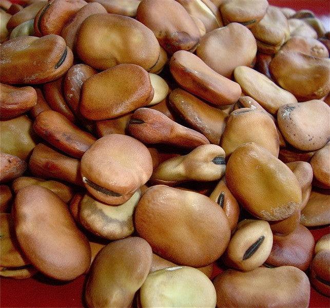 Broad Bean Seeds- Tripoli 100 g.