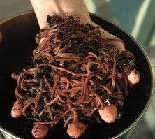 Bulk Compost Worms 1kg (Sydney Only)