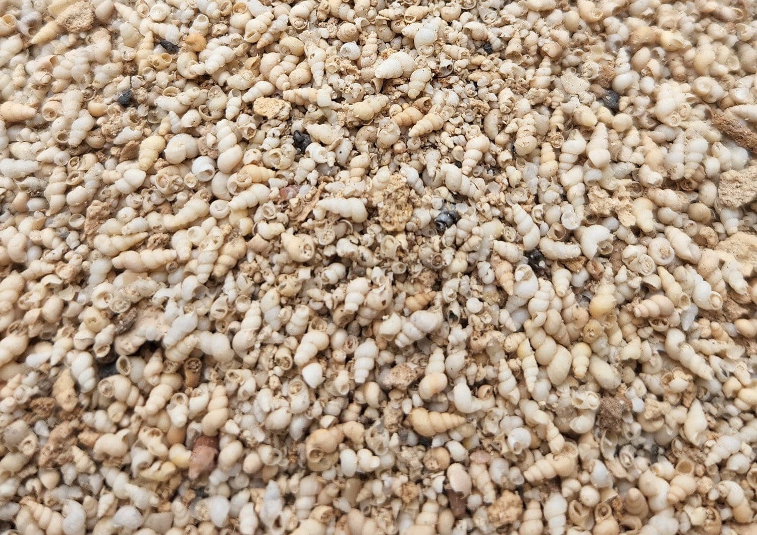 Canunda Shell Grit - Image 3
