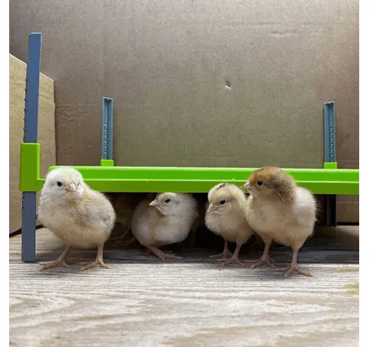 Caleo Chicken Brooder | Chick Heating Plate - Image 2