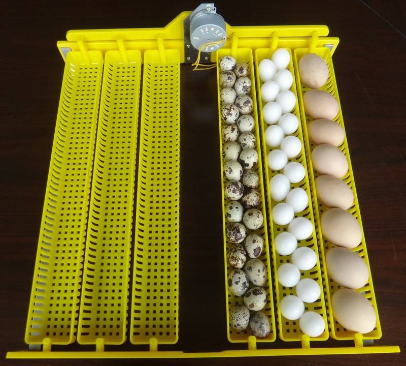 Egg Incubator, Fits 48 Chicken Eggs, Fully Automatic (JN848). - Image 3