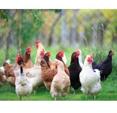 Chickens for Sale