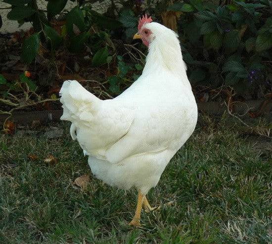 White Leghorn Chickens