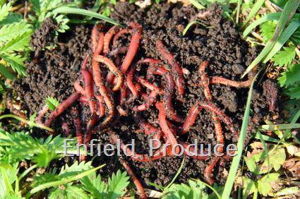 Compost Worms 1000 pack