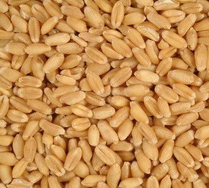 Durum Wheat 25kg Bag