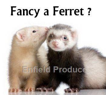 Ferrets For Sale Sydney