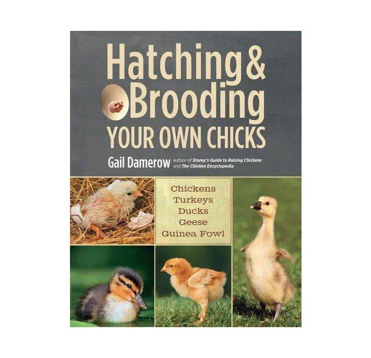 Hatching and Brooding Your Own Chicks Book (Chickens, Turkeys, Ducks...)