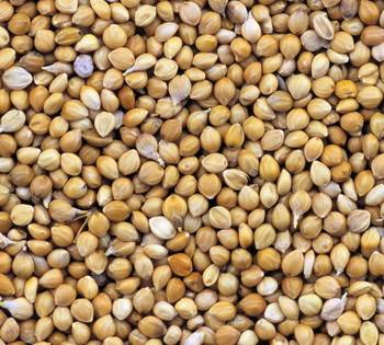 Hungarian Millet Bird Seed