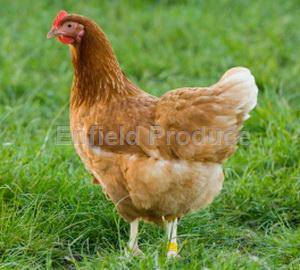 Isa Brown Chickens