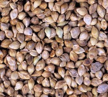 Japanese Millet Bird Seed