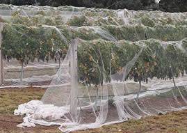 Knitted Anti Bird Netting WHITE (30gsm) - Image 3