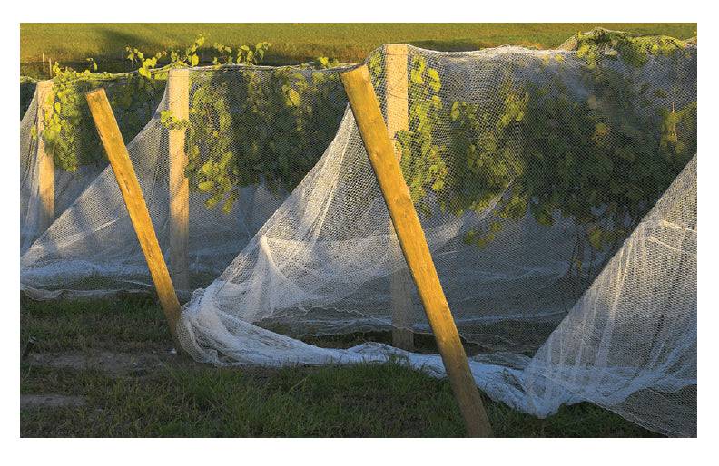 Knitted Anti Bird Netting WHITE (30gsm) - Image 5
