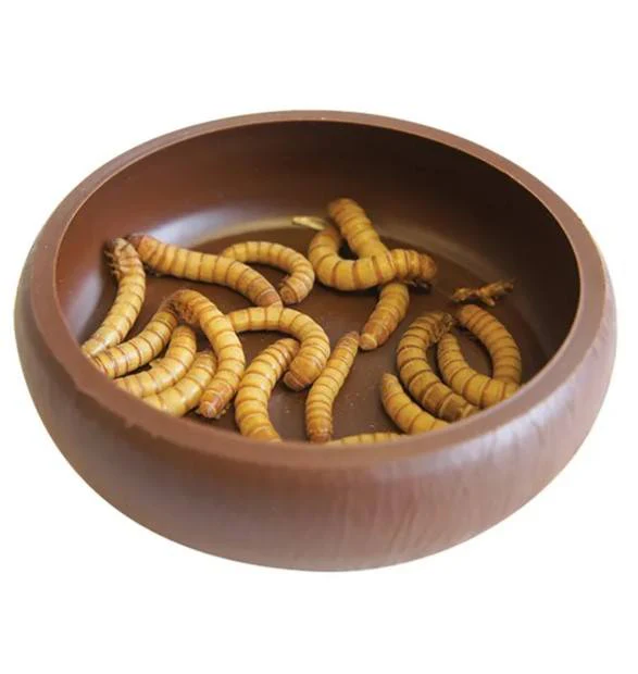 Komodo Mealworm Dish