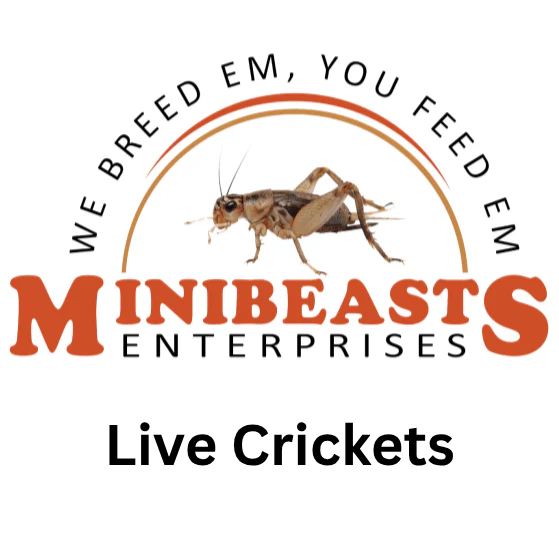 Live Crickets | Minibeasts Reptile Food