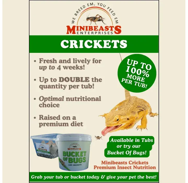 Live Crickets | Minibeasts Reptile Food - Image 2