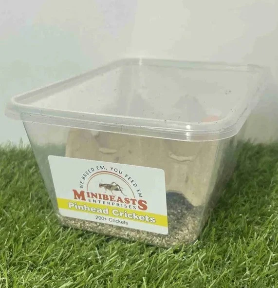Live Crickets | Minibeasts Reptile Food - Image 3