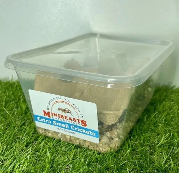 Live Crickets | Minibeasts Reptile Food - Image 4