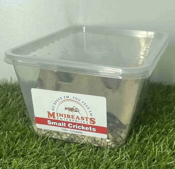 Live Crickets | Minibeasts Reptile Food - Image 5