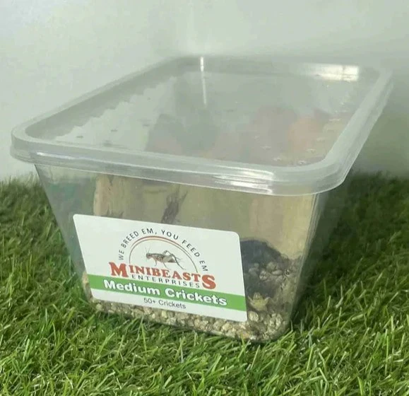 Live Crickets | Minibeasts Reptile Food - Image 6
