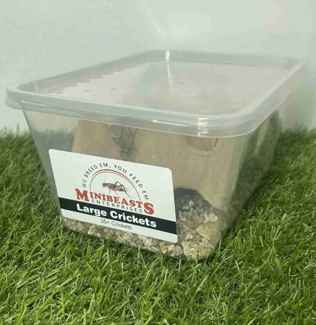 Live Crickets | Minibeasts Reptile Food - Image 7