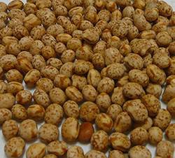 Lupin Seed (Green Manure)
