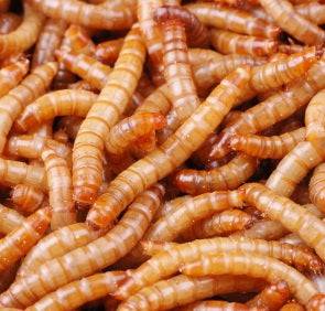 Pisces Mini Mealies Approx 1000 Worm Tub | Live Mealworms | Sydney Delivery ONLY - Image 2