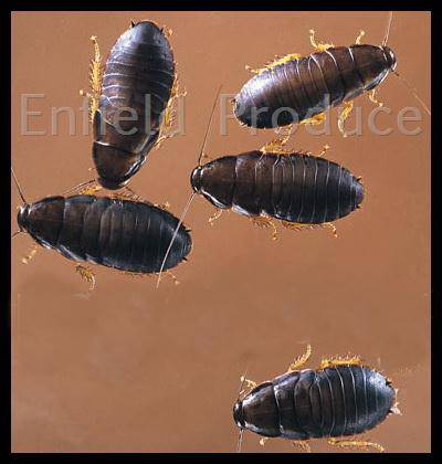 Small Woodies: Pisces Live Food - Image 2