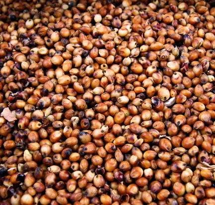 Milo (sorghum)