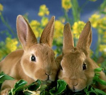 Mini Rex Rabbits