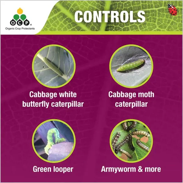 OCP Eco-caterpillar Killer DiPel | Organic Insecticide - Image 3