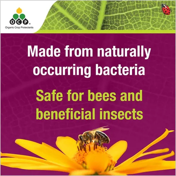 OCP Eco-caterpillar Killer DiPel | Organic Insecticide - Image 4