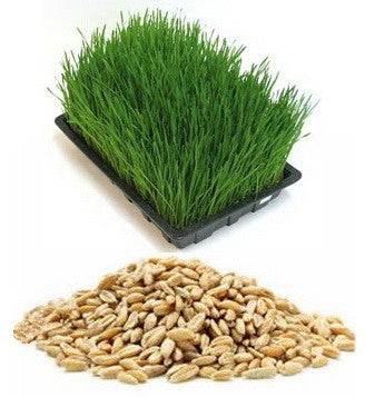 Organic Wheatgrass Seed (Wheat Grain)