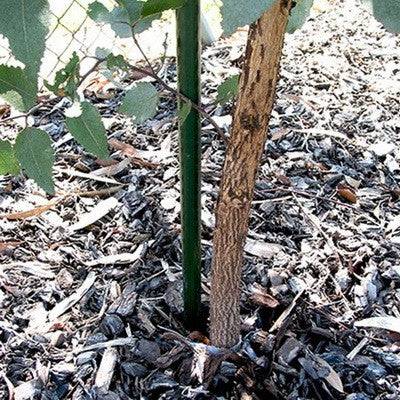 Rally Plastic Coated Garden Stakes 2400mm x 20mm (5 Pack) - Image 2