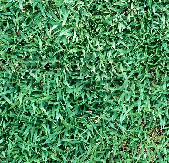 QLD Blue Couch Lawn Seed