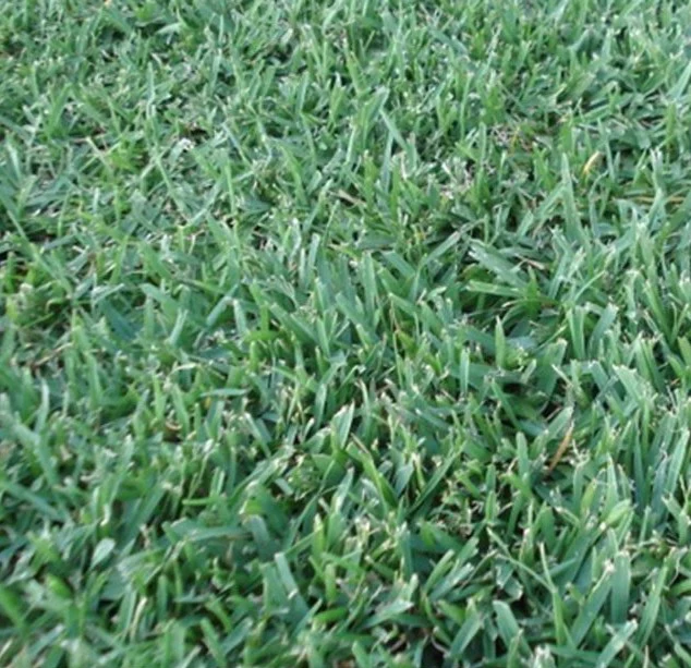 QLD Blue Couch Lawn Seed - Image 2
