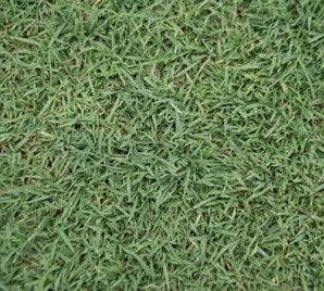 QLD Blue Couch Lawn Seed - Image 3