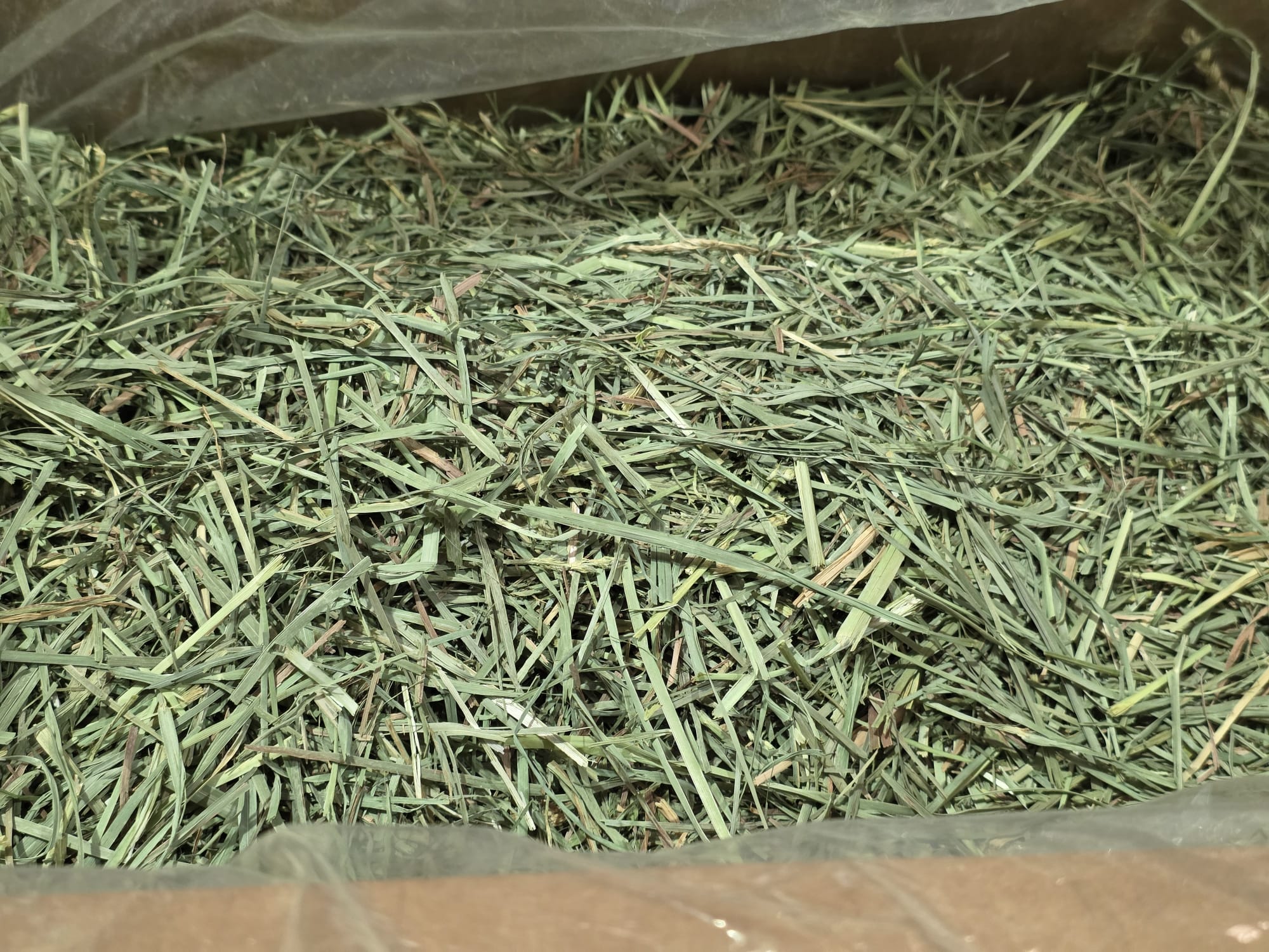 Rabbit Hole Orchard Grass COARSE - Image 3
