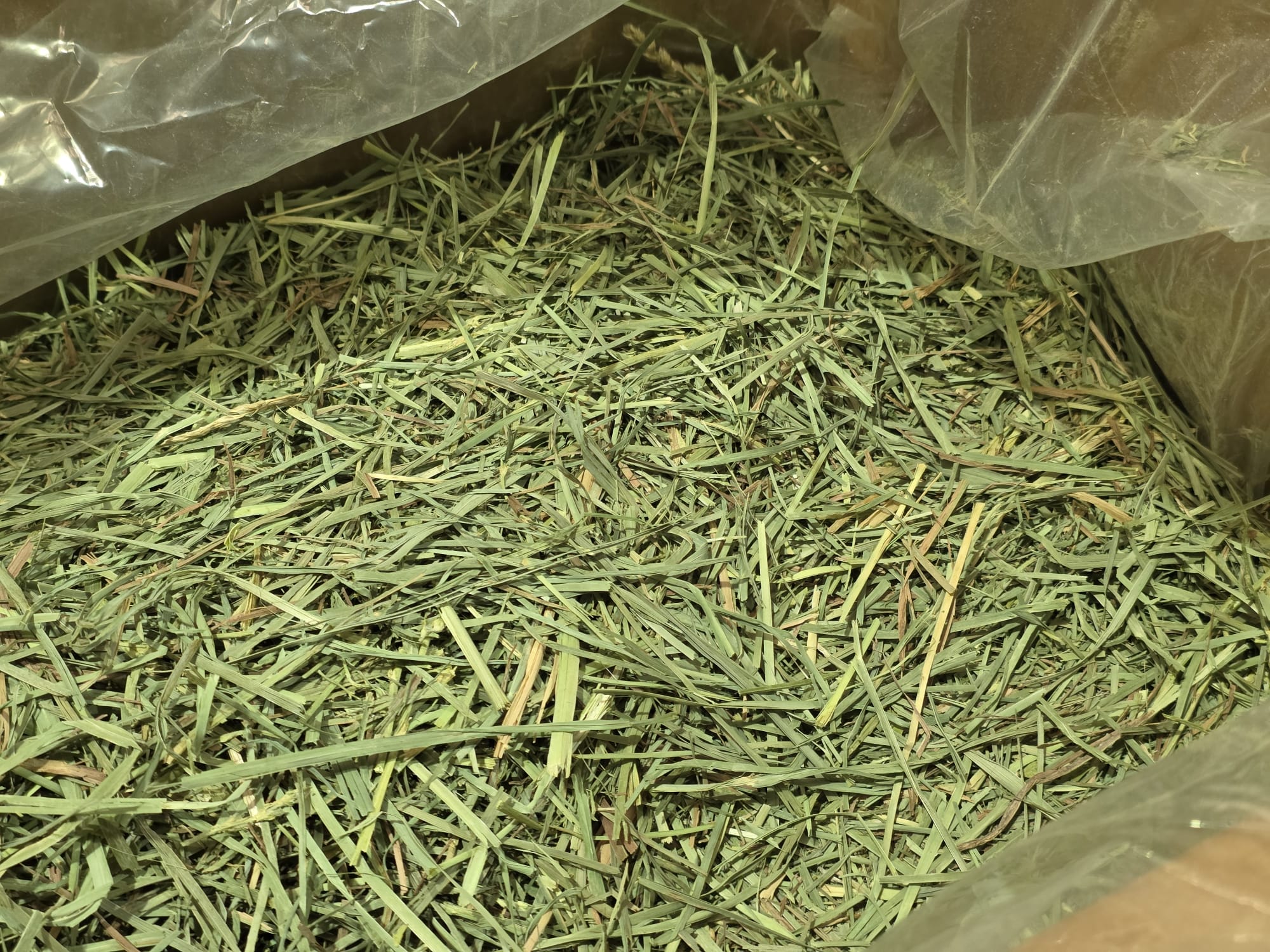 Rabbit Hole Orchard Grass COARSE - Image 4