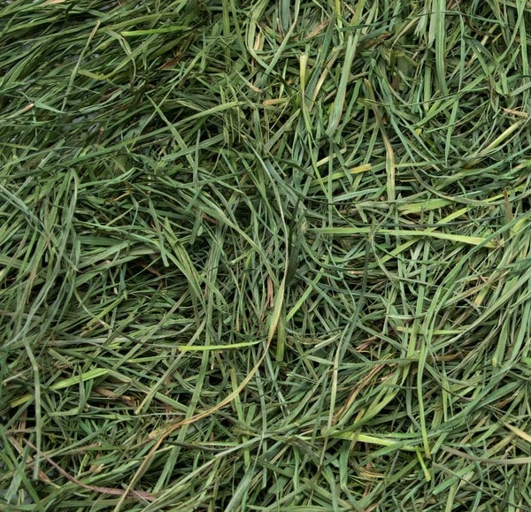 Rabbit Hole Orchard Grass SOFT - Image 3