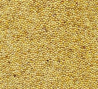 Shirohie Millet (Japanese) Bird Seed